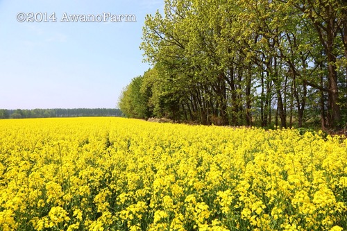 2014-05-29-11-13-13