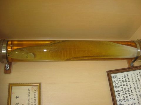 �礦�ʤ�