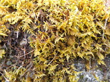 DSCF1779