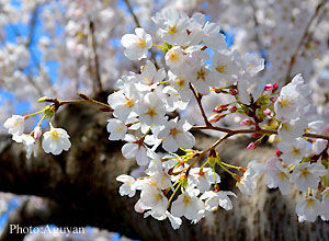 sakura12012