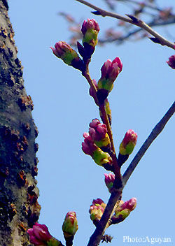 sakuratubomi
