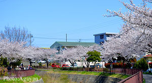 sakura22012