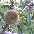 Pht0507180313.jpg
