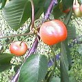 Pht0513134430.jpg