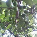Pht0430143646.jpg