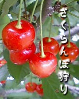 さくらんぼ狩りロゴ