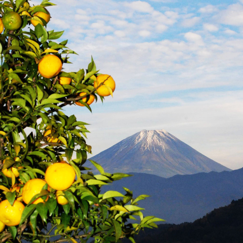 fuji&yuzu_sq