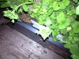 なかなか中に入らない蜜蜂
