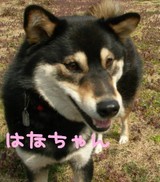 hanachan