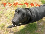 angie