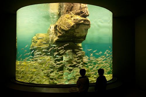 9琵琶湖博物館-40