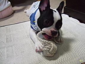 高画質イギー 犬 フレンチブルのイギー