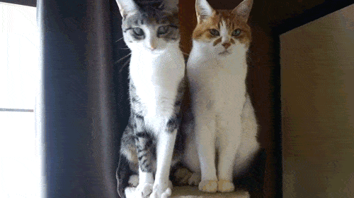 おいしそうな脚の女子校生 234脚目猫ガイジ隔離スレ [無断転載禁止]©bbspink.com	YouTube動画>1本 ->画像>4453枚 