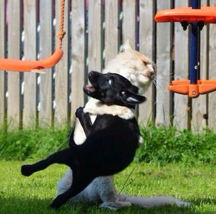 ねこ　©bbspink.com	YouTube動画>13本 ->画像>1160枚 