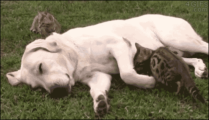 http://livedoor.blogimg.jp/ayacnews/imgs/8/3/8332d50c.gif