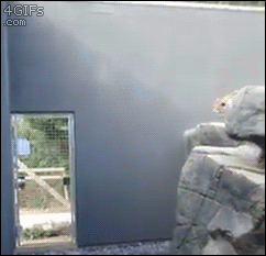 ねこ　 [無断転載禁止]©bbspink.com	YouTube動画>6本 ->画像>1403枚 