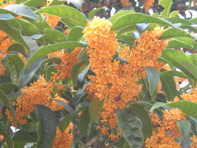 kinmokusei