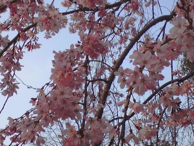 sakura