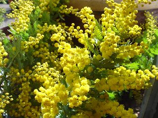 mimoza
