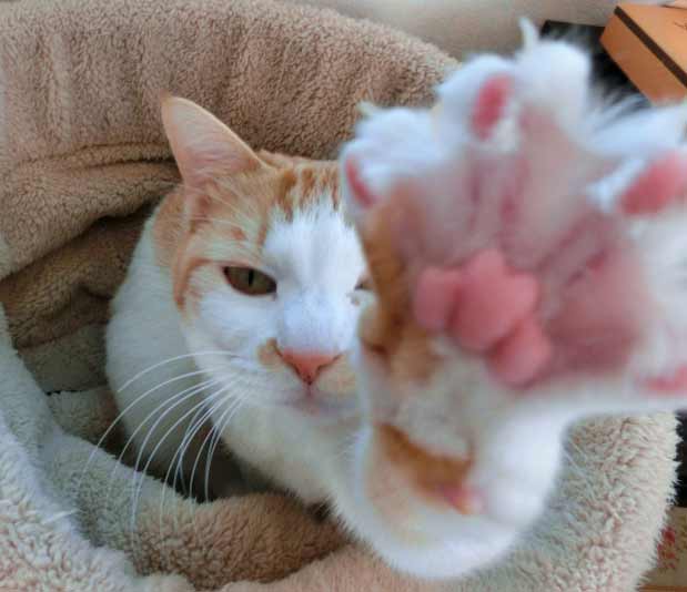 cat10