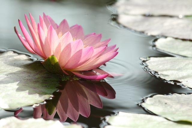 蓮の花