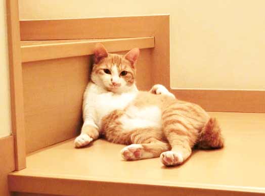 cat4