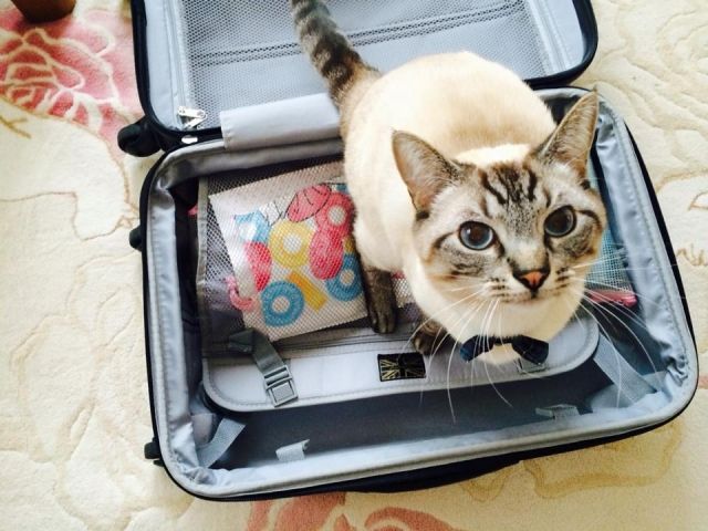 tripcat