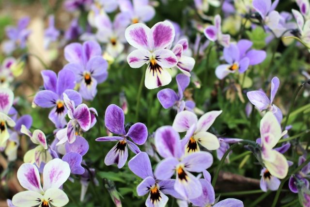 viola