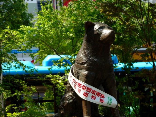 hachi