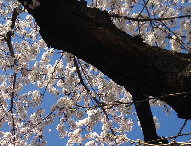 sakura8