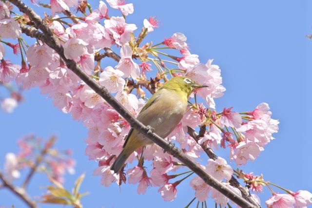 sakura2017