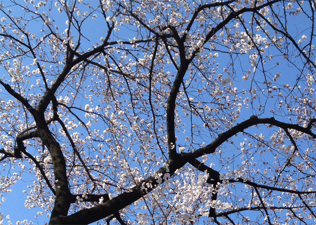 sakura6