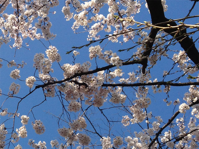 sakura9
