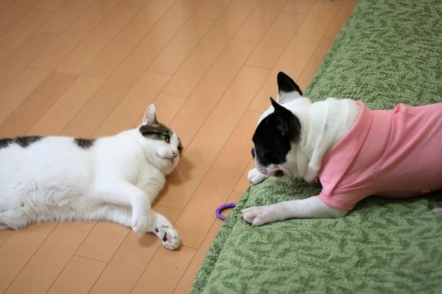 catdog
