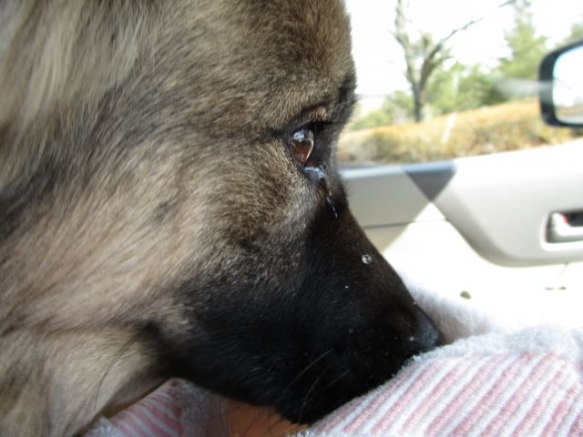 dog2