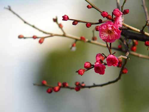 ume3