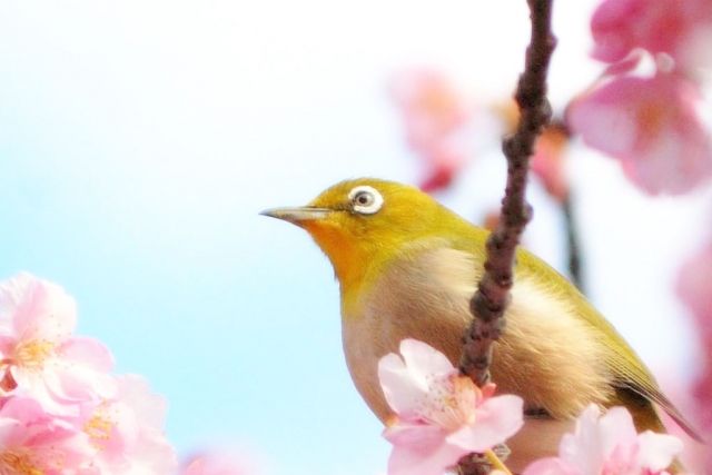 white-eye