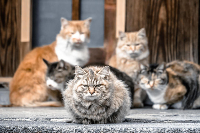 cat7