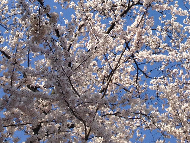 sakura14
