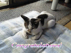 �ˤ㡼���ɤäȤ���Τˤ㤴���󤫤��