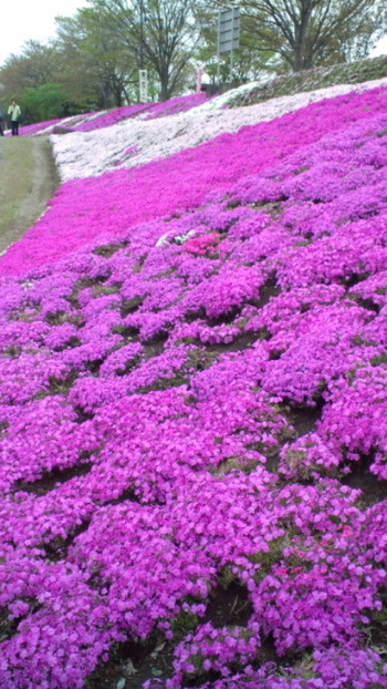 20120420121610[1]