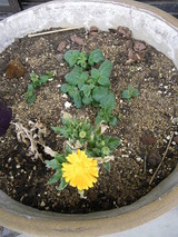 IMGP2787