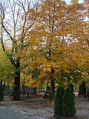 200911052
