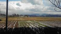 酒田の新年。朝2