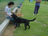 犬