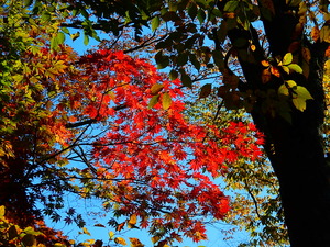 紅の吊橋周辺の紅葉