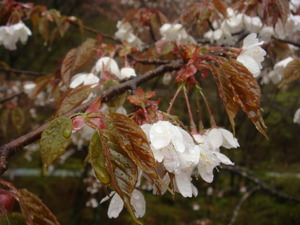 雨にぬれる山桜