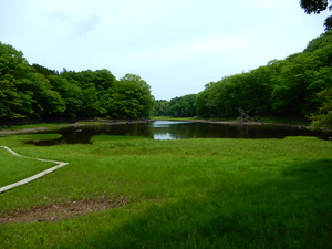 緑したたる大沼公園