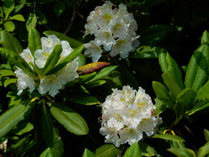 那須の初夏の花