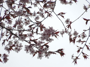 大山桜？